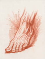 Human Foot 13